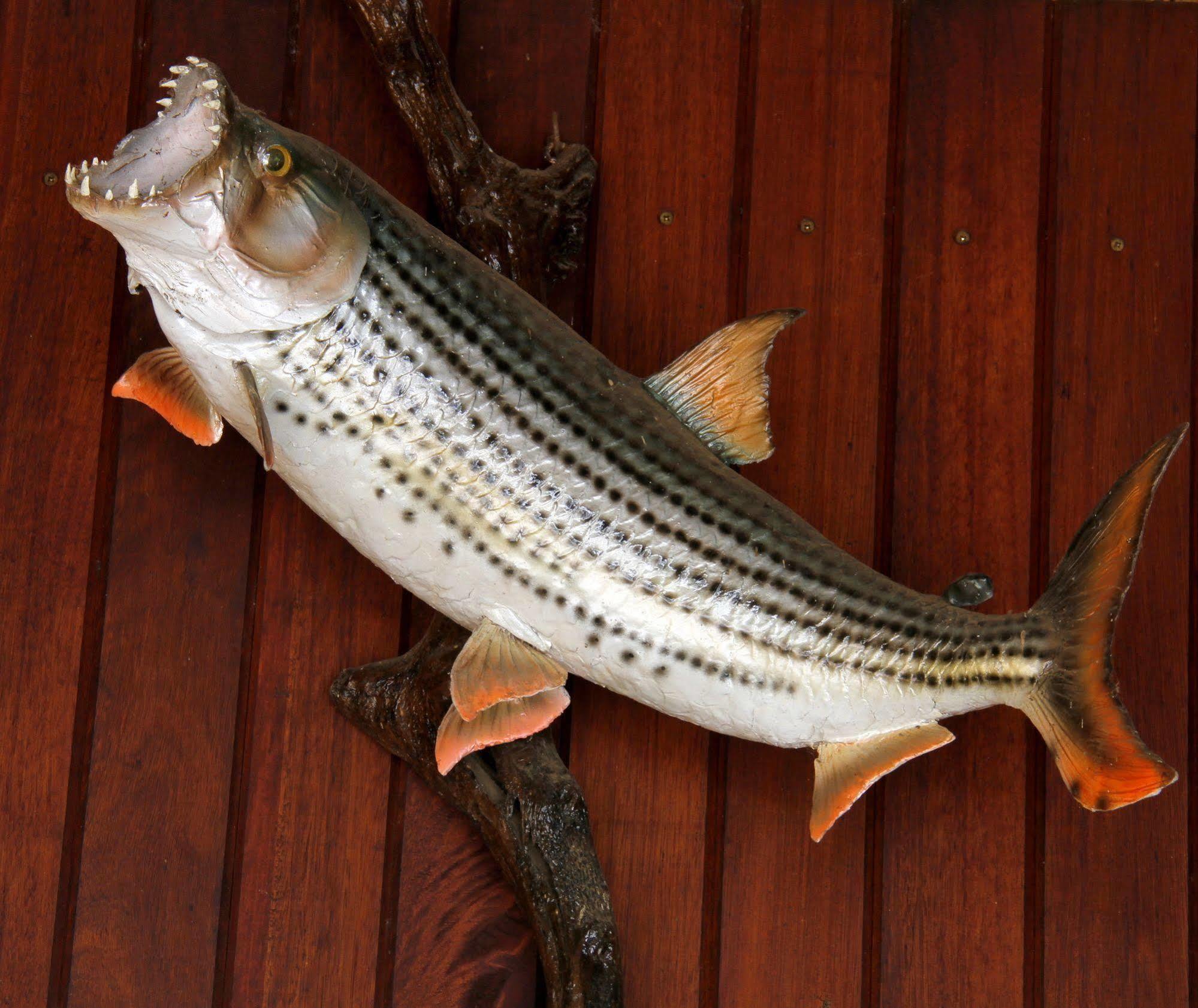 Shayamoya Tiger Fishing And Game Lodge Pongola Exteriér fotografie